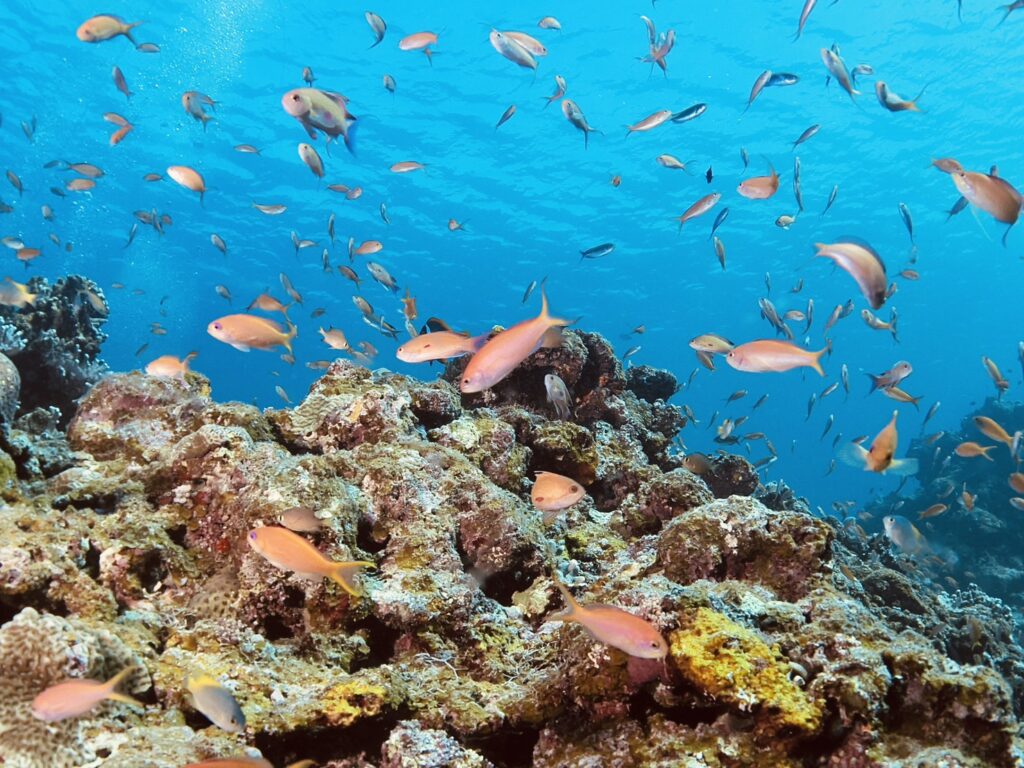 アカネハナゴイ